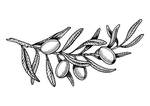 Olive branch engraving style PNG illustration with transparent background