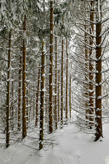 bosco con neve