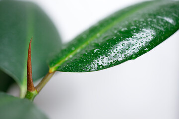 Close up of water drops on ficus elastica foliage. New leaf growth with red husk of tropical Rubber tree indoor plant on white background. Copy space