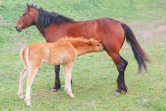 Mother Horse And Her Foal . Mare breastfeeding stallion 