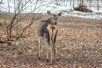 Deer in the forest. Lone deer in nature