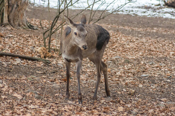 Deer in the forest. Lone deer in nature