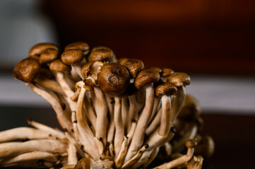 close view of a bunch of shimeji mushrooms