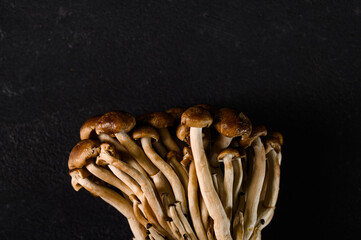Shimeji mushroom. Hypsizygus tessellatus isolated on black background