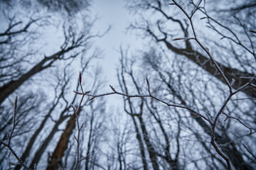 Fototapeta na wymiar A branch in hoarfrost against the background of dark tree crowns. Atmospheric winter scene