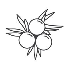 Outlines Juniper Berries icon flat design vector illustration