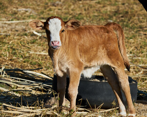 Newborn calf very cute and tender