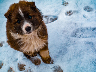 Puppy walking in the snow