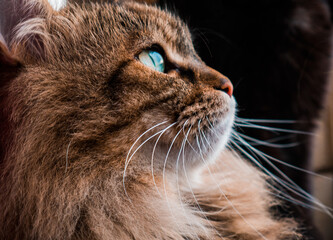 Fototapeta premium Cat looks up at the sky