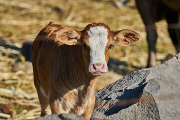 Baby calf posing in a farm barn