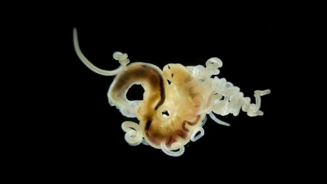 Worm Polychaeta Cirratulus sp. under a microscope, family Cirratulidae. They have many tentacles on body, as well as gills. They feed on detritus or algae. White sea