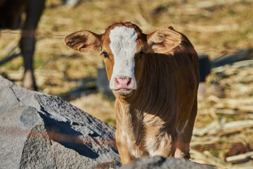 Obraz premium Baby calf posing in a farm barn