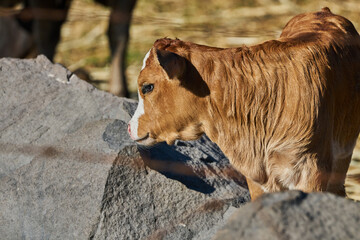 Baby calf posing in a farm barn