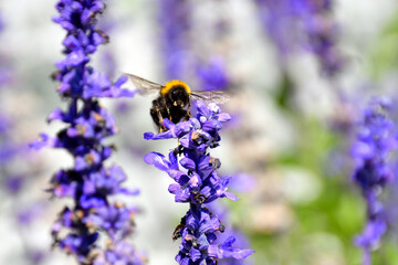 BeeMe
