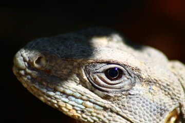 Et Obscuratus Oculus