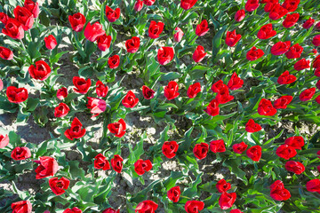 Naklejka na ściany i meble Close view from top of red tulips in summer time