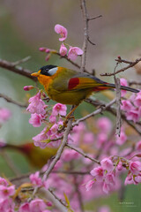 Fototapeta premium Silver-eared Mesia (Leiothrix argentarius) the beautiful yellow bird and silver on its ears perching on the branches of a beautiful cherry blossom tree