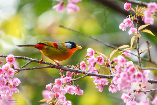 Silver-eared Mesia (Leiothrix argentarius) the beautiful yellow bird and silver on its ears perching on the branches of a beautiful cherry blossom tree