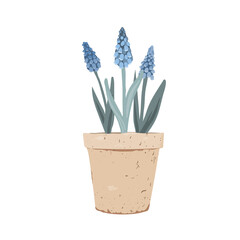 Potted Muscari plant. First Spring Flowers in a clay pot. Vector illustration isolated on a white background