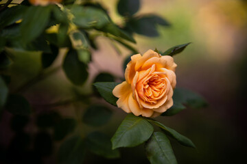 orange rose on a green background