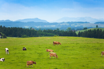 Fototapeta na wymiar Many cows on the pasture