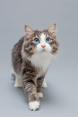 Freisteller einer Katze mit langem Fell und blauen Augen, Sibirische Waldkatze