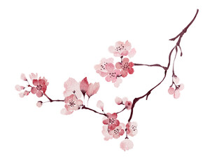 Loose watercolor cherry blossom branch painting isolated on white background