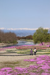 芝桜と川と雪山を眺める親子
