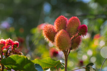 Urucum, Brazilian Flower And Fruit
This flower and fruit it is a typical from brazilian region.