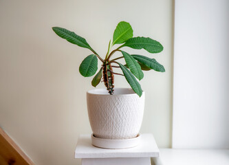 Houseplant Euphorbia leuconeura called Madagascar jewel. Growing on home by window. Copy space on wall, minimal set.