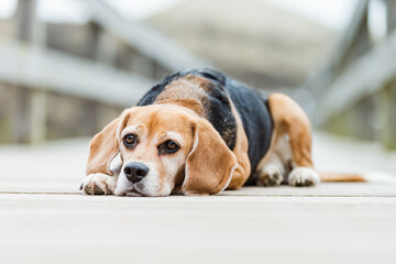 Hund am Meer, Beagle im Sommerurlaub