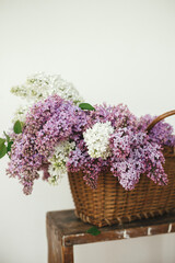Beautiful lilac flowers in wicker basket on wooden chair. Spring rustic still life on rural background. Purple and white lilacs composition in home. Happy mothers day