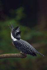 Bird color back and white of Kingfisher Bird, Crested Kingfisher ( Megaceryle lugubris ), Standing on the branch showing it back profile, in real nature