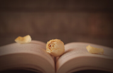 Rose on a book, open pages of an old book.
