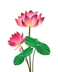 Lotus flower isolated on white background .