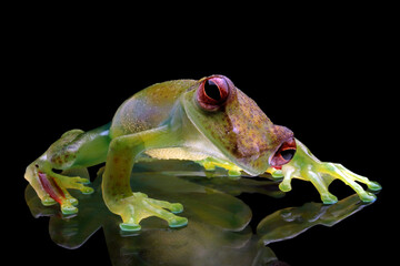 Male Zhangixalus dulitensis Climbing on glass