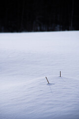 滑らかな質感の雪原に枯枝。