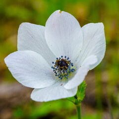 White Anemone wildflower