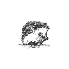 Cute sketch hand drawn black hedgehog icon isolated on white background