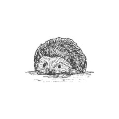 Cute sketch hand drawn black hedgehog icon isolated on white background