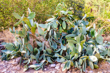 Prickly pear cactus (opuntia) growing at the park on summer