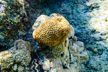 Naklejka na ściany i meble Colonies of the corals (Goniastrea) at coral reef in Red sea