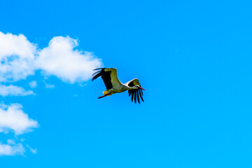 White stork (Ciconia ciconia) flying in a sky