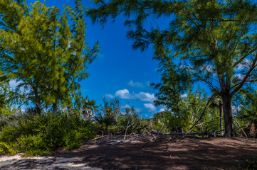 Fototapeta na wymiar A view across the forest beside the beach on the island of Eleuthera, Bahamas on a bright sunny day