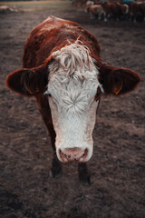 Cute Cow close up