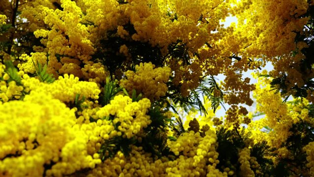 Dense yellow mimosa tree in blossom with small green leaves grows in local national recreational park on sunny day low angle shot