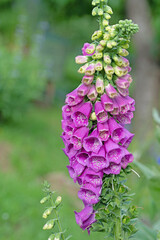 Obraz premium Blühender Roter Fingerhut, Digitalis purpurea, im Frühsommer