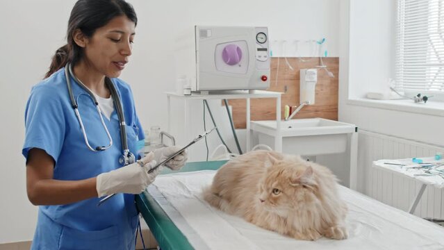 Female veterinarian in uniform writing prescription in medical card after medical exam of domestic cat