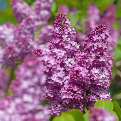 Obraz premium Violett blühender Flieder, Syringa