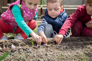children plant seeds in open ground in spring. children's hands are carefully planting beds....
